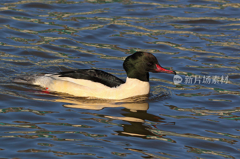 公沙鼠(Mergus merganser)